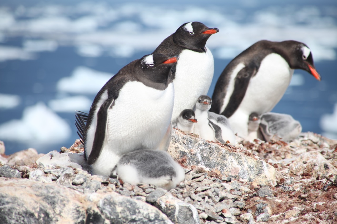 Gentoo Penguins