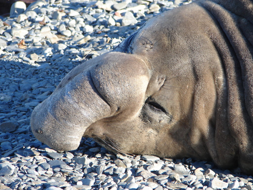 Elephan Seals, Anvers Island, Palmer Station. Antarctica 